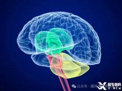 BrainBee腦科學(xué)大賽培訓(xùn)班熱報(bào)中！附BrainBee備考資料！